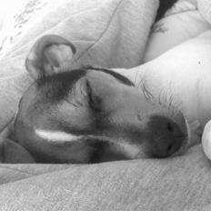 Dansk svensk gaardhund "-Mannfred-"