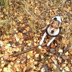 Dansk svensk gaardhund "-Mannfred-"