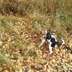 Dansk svensk gaardhund "-Mannfred-"