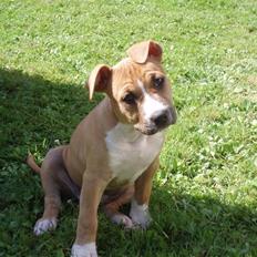 Amerikansk staffordshire terrier jessie
