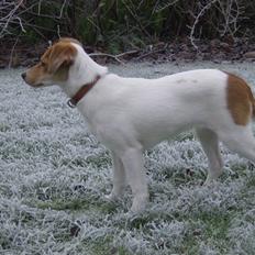 Dansk svensk gaardhund Mille :D<3 - solgt :'(