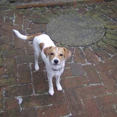 Dansk svensk gaardhund Mille :D<3 - solgt :'(