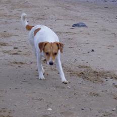 Dansk svensk gaardhund Mille :D<3 - solgt :'(