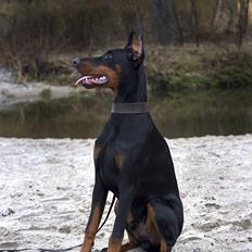 Dobermann E'Hiram Elite House