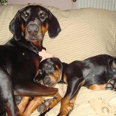 Dobermann E'Hiram Elite House