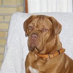 Dogue de bordeaux Betty (sveske) R.I.P.