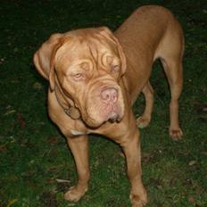 Dogue de bordeaux Betty (sveske) R.I.P.