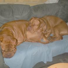 Dogue de bordeaux Betty (sveske) R.I.P.