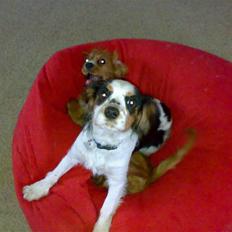 Cavalier king charles spaniel Bølle