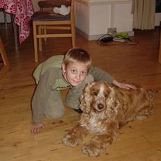 Cocker spaniel Bastian