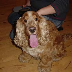 Cocker spaniel Bastian