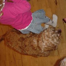 Cocker spaniel Bastian