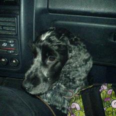 Cocker spaniel Bella