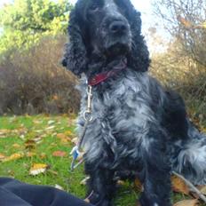 Cocker spaniel Bella