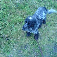 Cocker spaniel Bella
