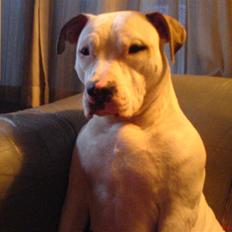 Blanding af racer Misha