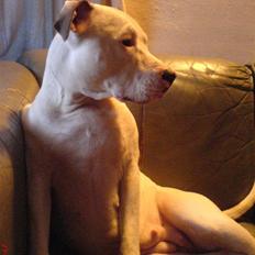 Blanding af racer Misha