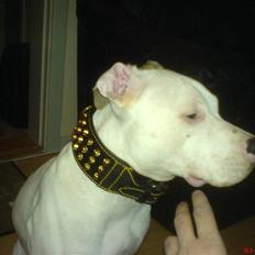 Blanding af racer Misha