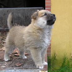 Islandsk fårehund Røtkjær's Siggi = Luffe 