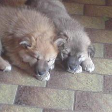 Islandsk fårehund Røtkjær's Siggi = Luffe 