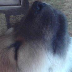 Islandsk fårehund Røtkjær's Siggi = Luffe 