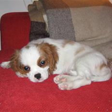 Cavalier king charles spaniel Rosa
