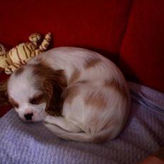 Cavalier king charles spaniel Rosa