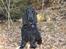 Cocker spaniel Balder