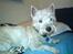 West highland white terrier Figo - Søde Figo.