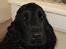 Cocker spaniel Balder