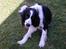 Engelsk springer spaniel Láttie