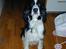 Engelsk springer spaniel Láttie