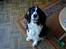 Engelsk springer spaniel Láttie