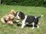 Cavalier king charles spaniel Dina - Ti uger gammel