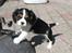 Cavalier king charles spaniel Dina - Også ti uger gammel - på udforskning i haven xD