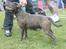 Staffordshire bull terrier Lucifer - Lucifer 9 mdr gammel