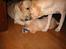 Labrador retriever Juelsgaard's Coat of Many - Familiehygge