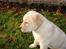 Labrador retriever Juelsgaard's Coat of Many