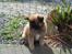 Blanding af racer Gizmo