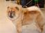Chow chow Fuh-Thu-chow Inka-Rose - Så er min voksen pels ved at være så fin at mor syntes at jeg skulle på udstilling