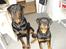 Rottweiler Victor - Mig og min lille søster :-)