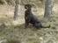 Rottweiler Victor