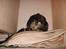 Lhasa apso - kaldenavn Bimmer