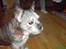 Blanding af racer Buster R.I.P.