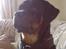 Rottweiler Tyson