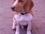 Beagle **Darwin** - "Hvad sker der nu?"