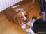 Beagle **Darwin** - "Hmm, hvor er mor, plejer hun ikke at være her?"