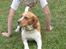 Beagle **Darwin** - Jeg laver en vejrmølle over Darwin<3
