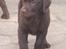 Labrador retriever Simba - Simba som hvalp<3