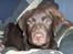 Labrador retriever Simba - Lille Simba i min seng;)